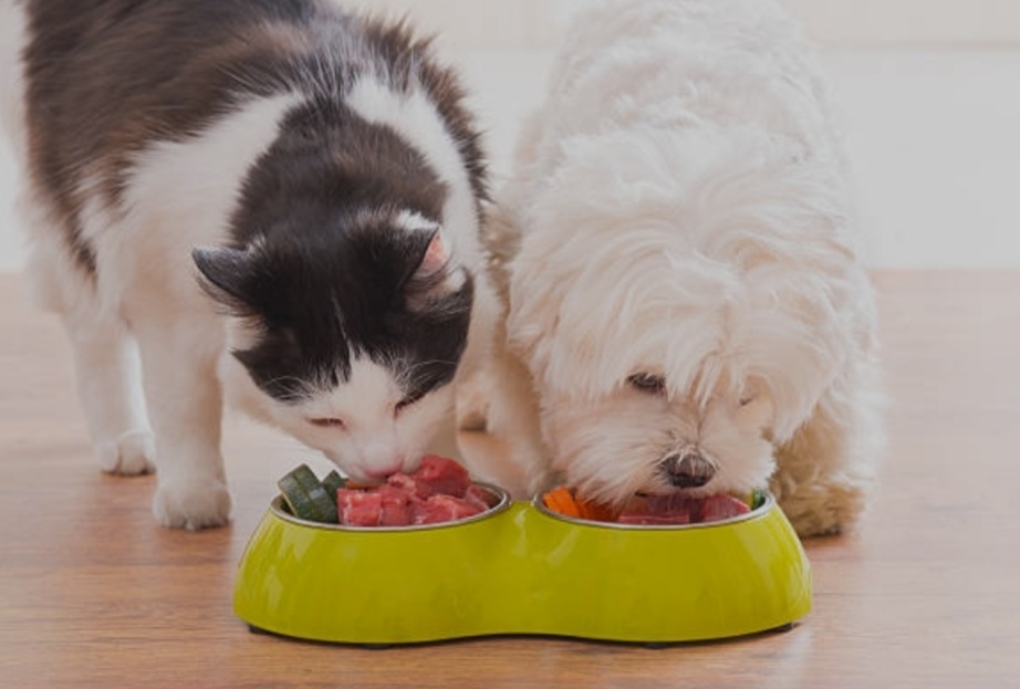 tech gadgets for pet owners