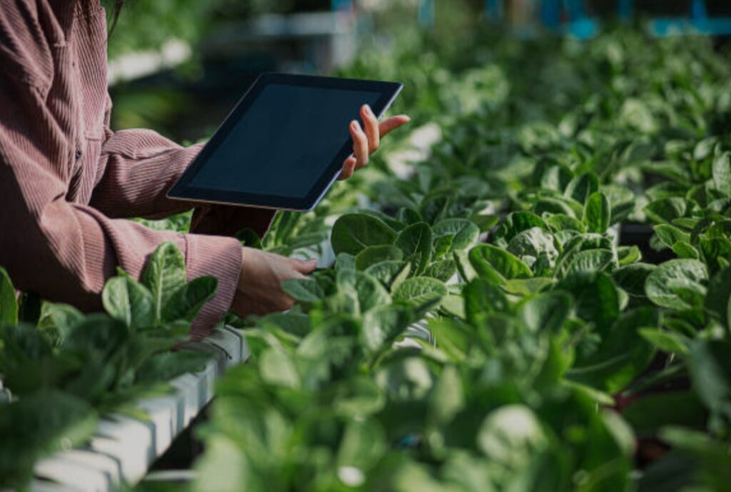 How to Create a Smart Garden