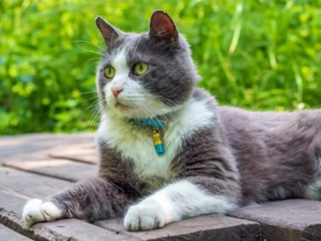 Best GPS Trackers for Pets and Kids 2025