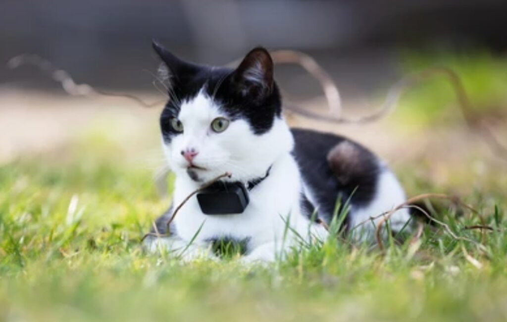 Best GPS Trackers for Pets and Kids 2025