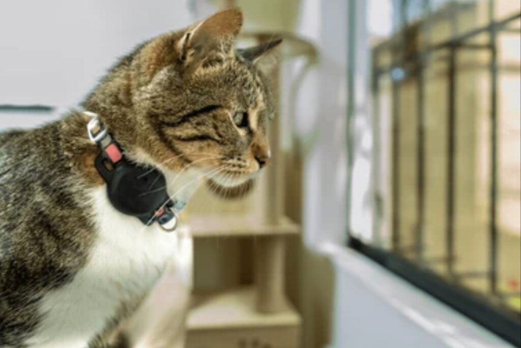 Best GPS Trackers for Pets and Kids 2025