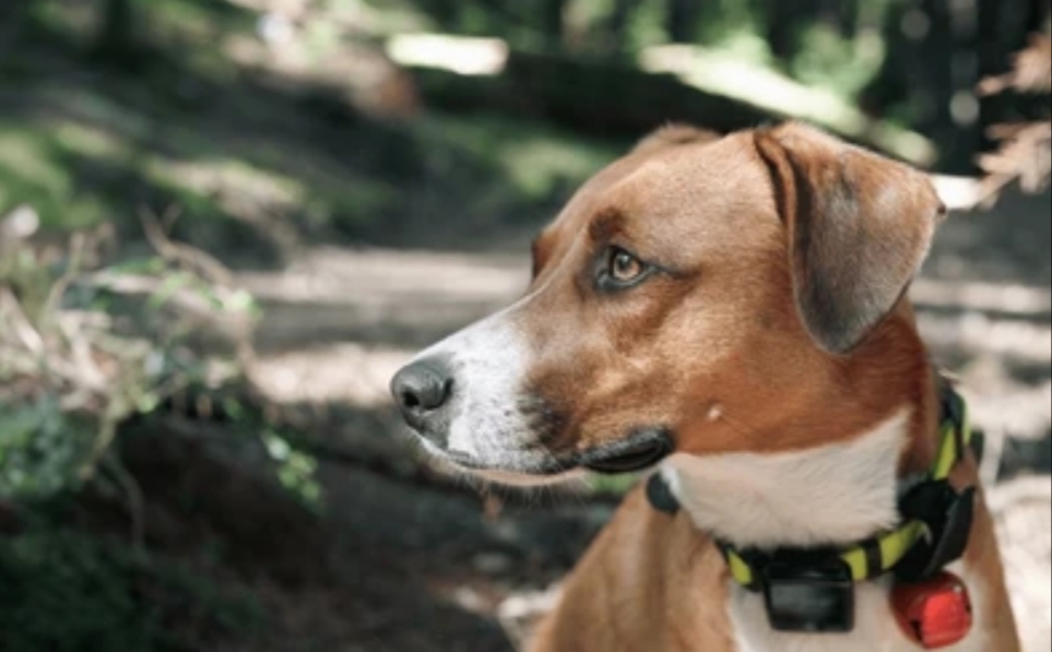 Best GPS Trackers for Pets and Kids 2025