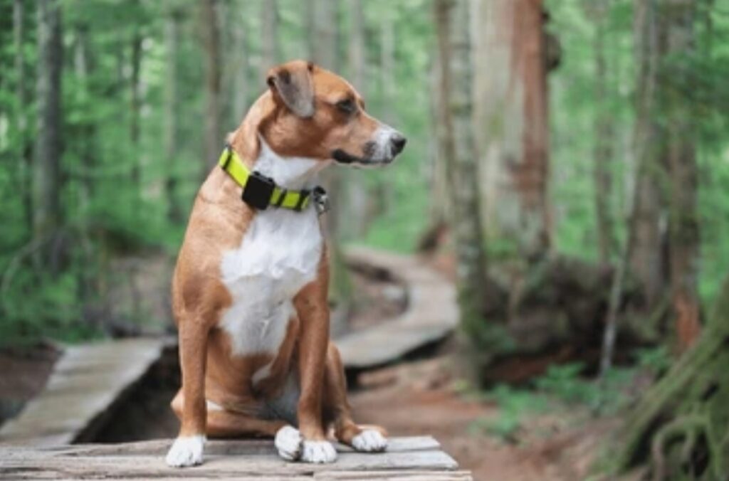 Best GPS Trackers for Pets and Kids 2025